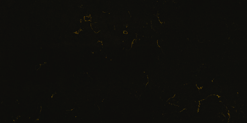 Carrara Golden Shower Paradigm quartz slab in Jaipur